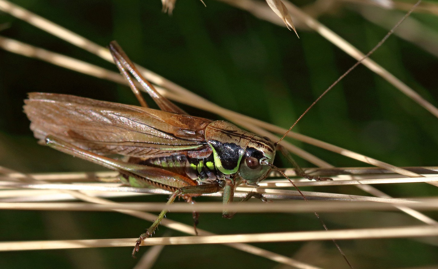 Roesels-Bush-cricket