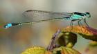 dragonfly/