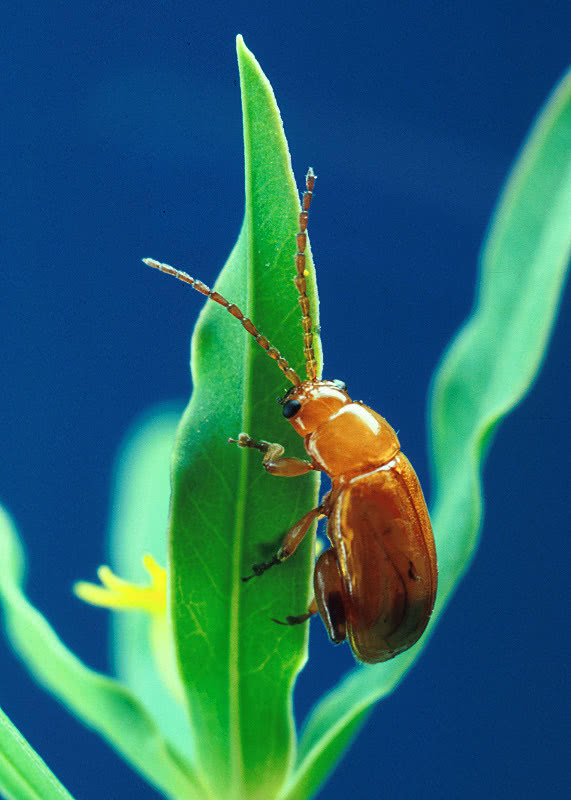 Flea beetle  Aphthona flava