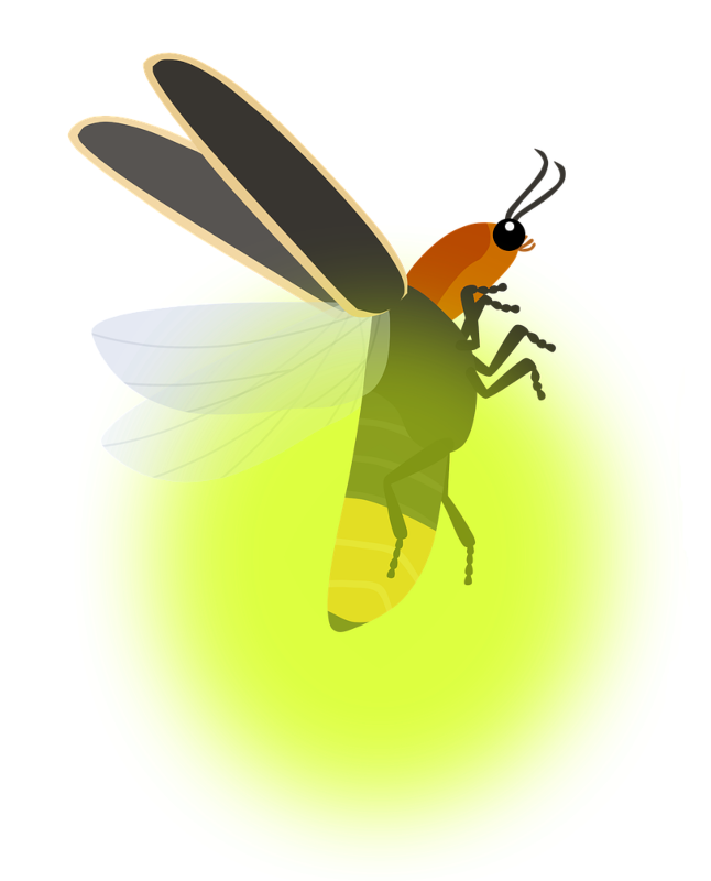firefly-beetle