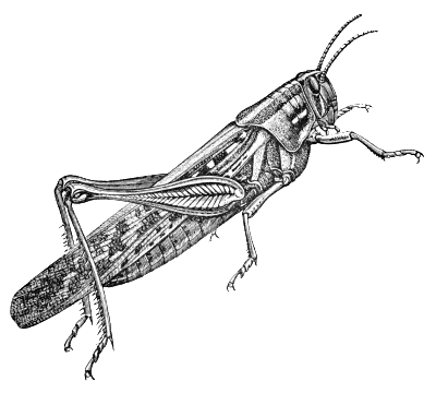 grasshopper 3