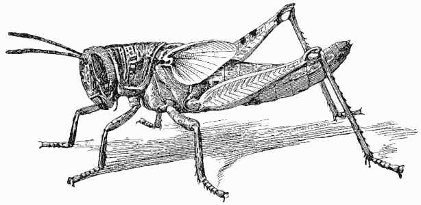 Nymph of Locust