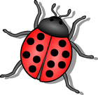 ladybug/