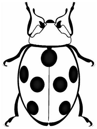 ladybug BW