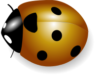 ladybug golden