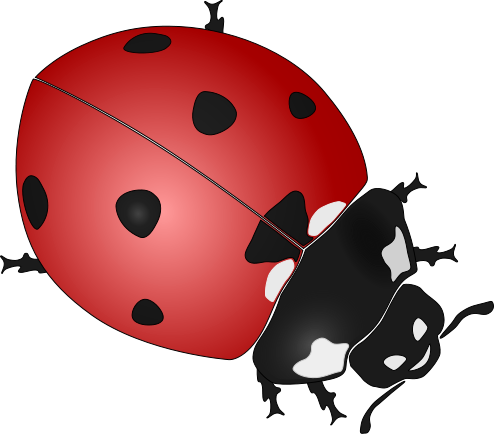 ladybug large