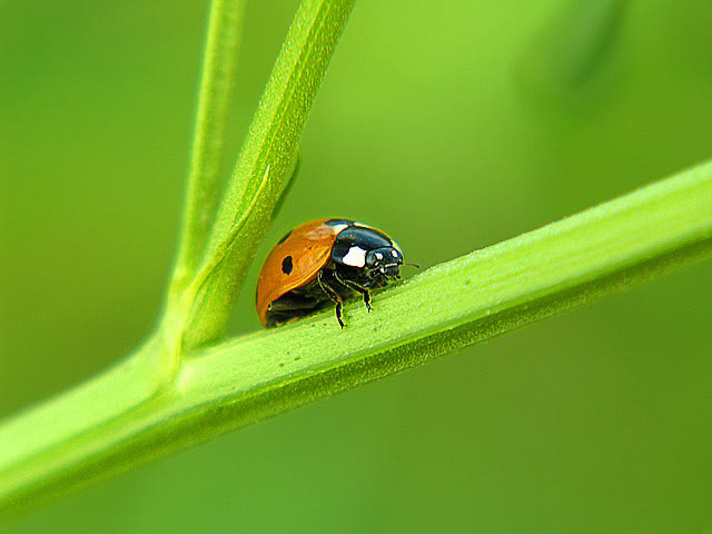 ladybug on stem
