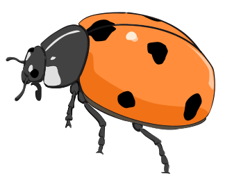 ladybug orange