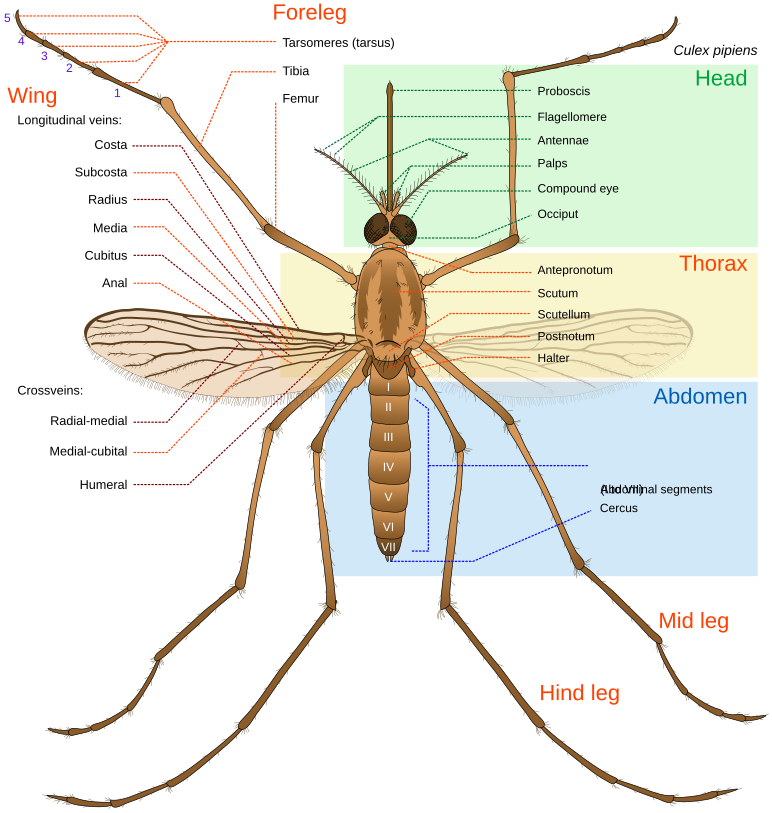 Mosquito  Culex pipiens diagram