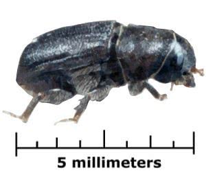 Dendroctonus ponderosae  Mountain pine beetle