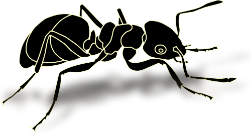 ant bold