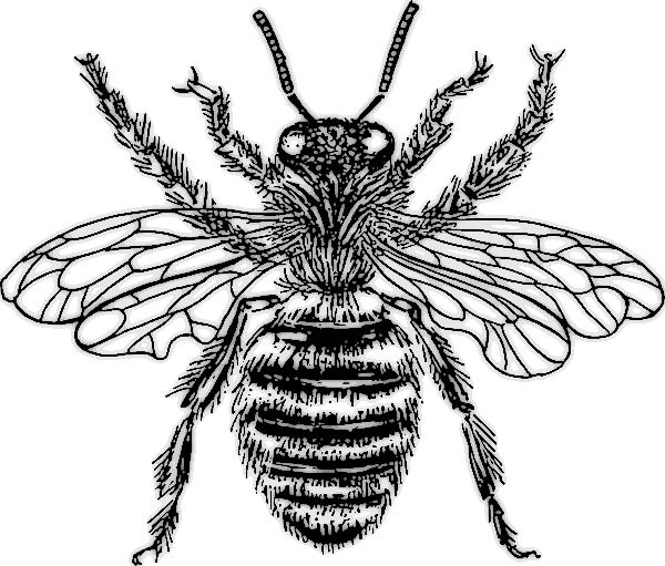 queen bee 2