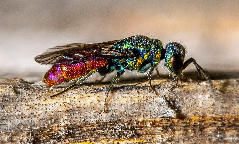 ruby-tailed-wasp