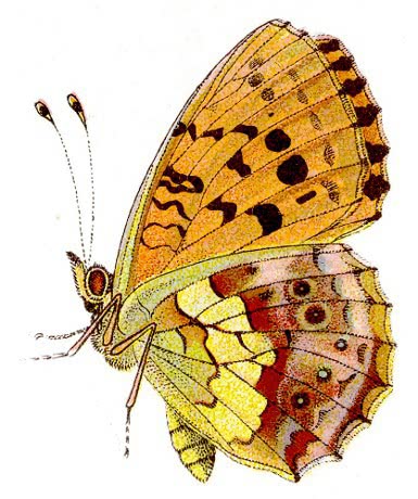 Brenthis daphne  Marbled Fritillary  side view