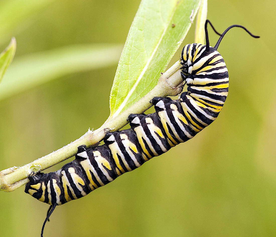 monarch-caterpillar
