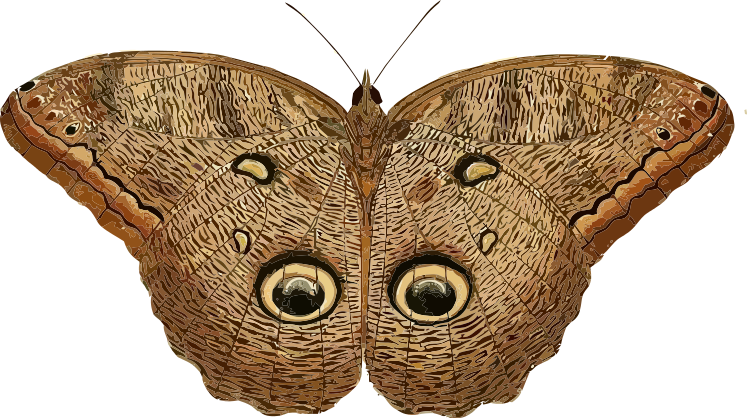 Owl Butterfly  Caligo eurilochus