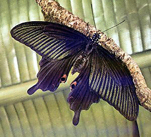 Papilio demetrius