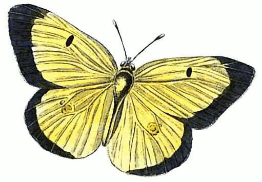 Scarce Clouded Yellow  Colias Enropome