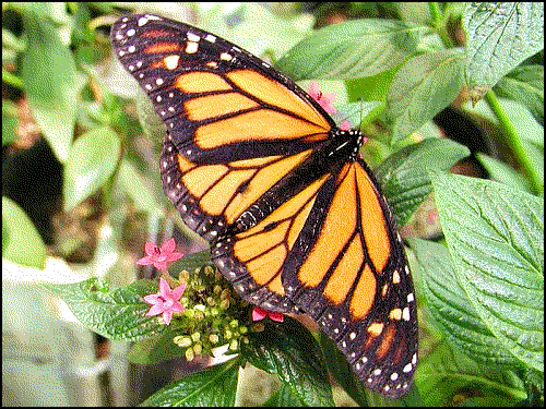 butterfly image 2