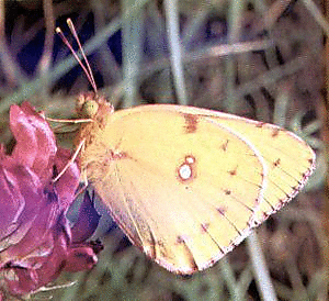 Bergers Clouded Yellow