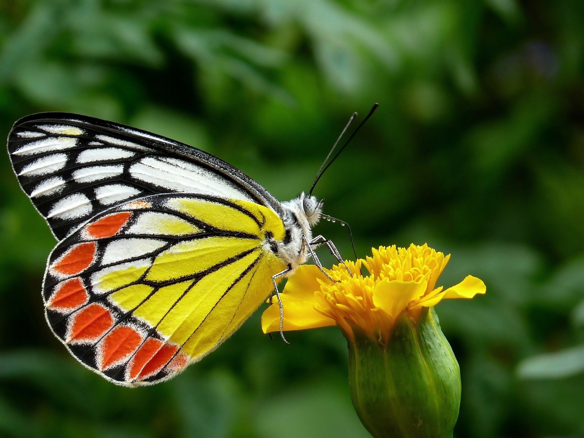 Jezebel-butterfly  Deliaseucharis