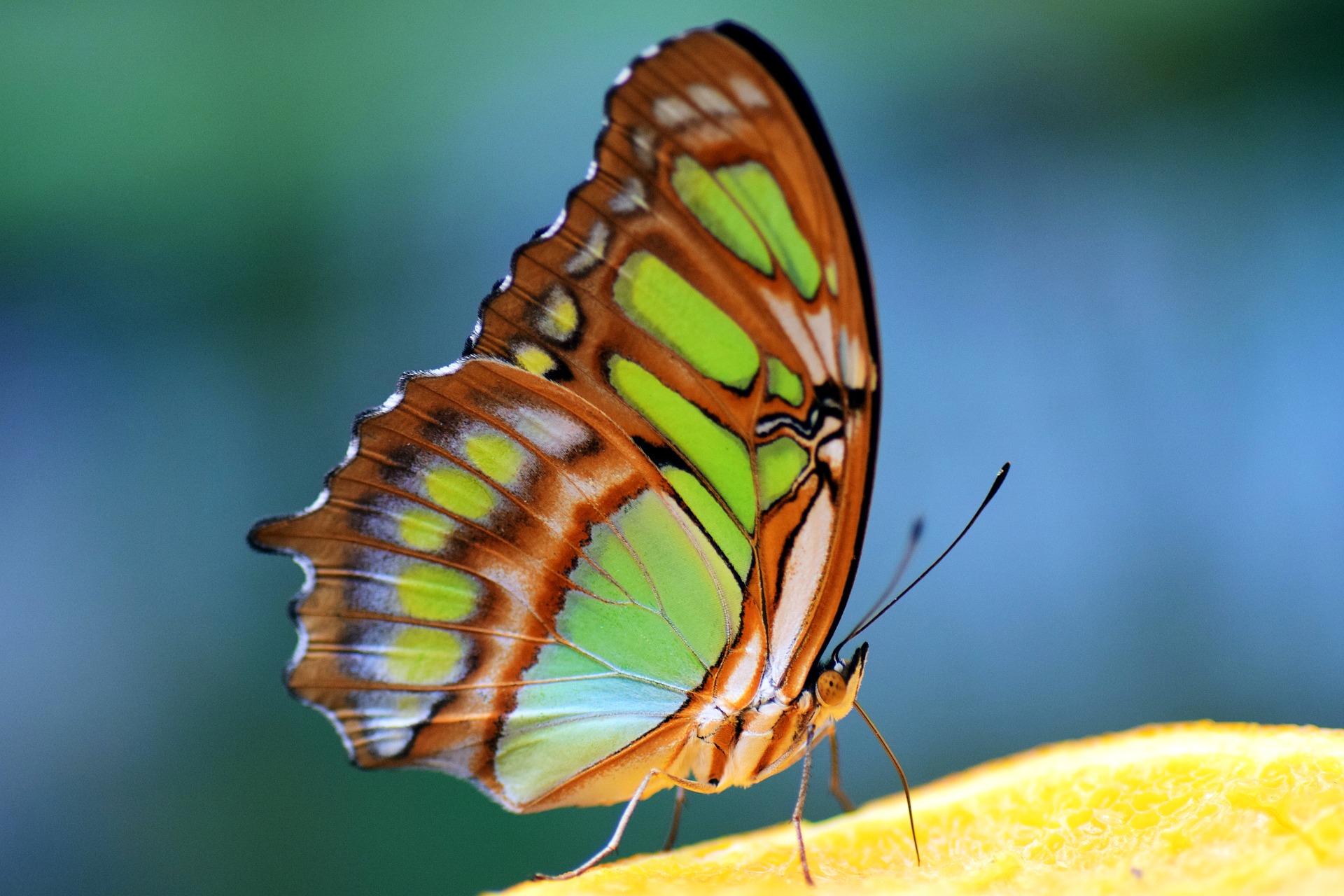 Malachite butterfly  Siproeta stelenes