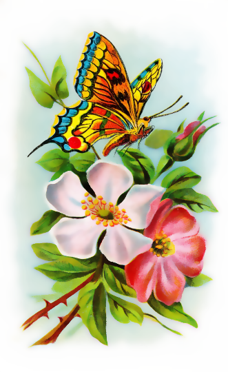 butterfly tearose