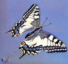swallowtail/