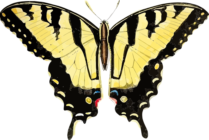 swallowtail yellow