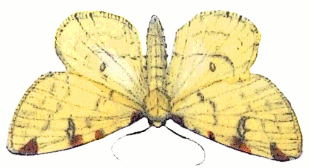 brimstone moth  Rumia cretagata