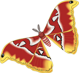 moth red yellow
