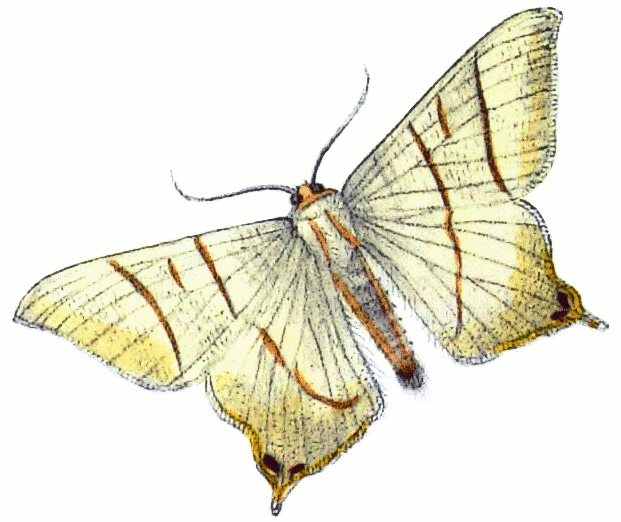swallow tailed moth  Ouraptern sambucaria
