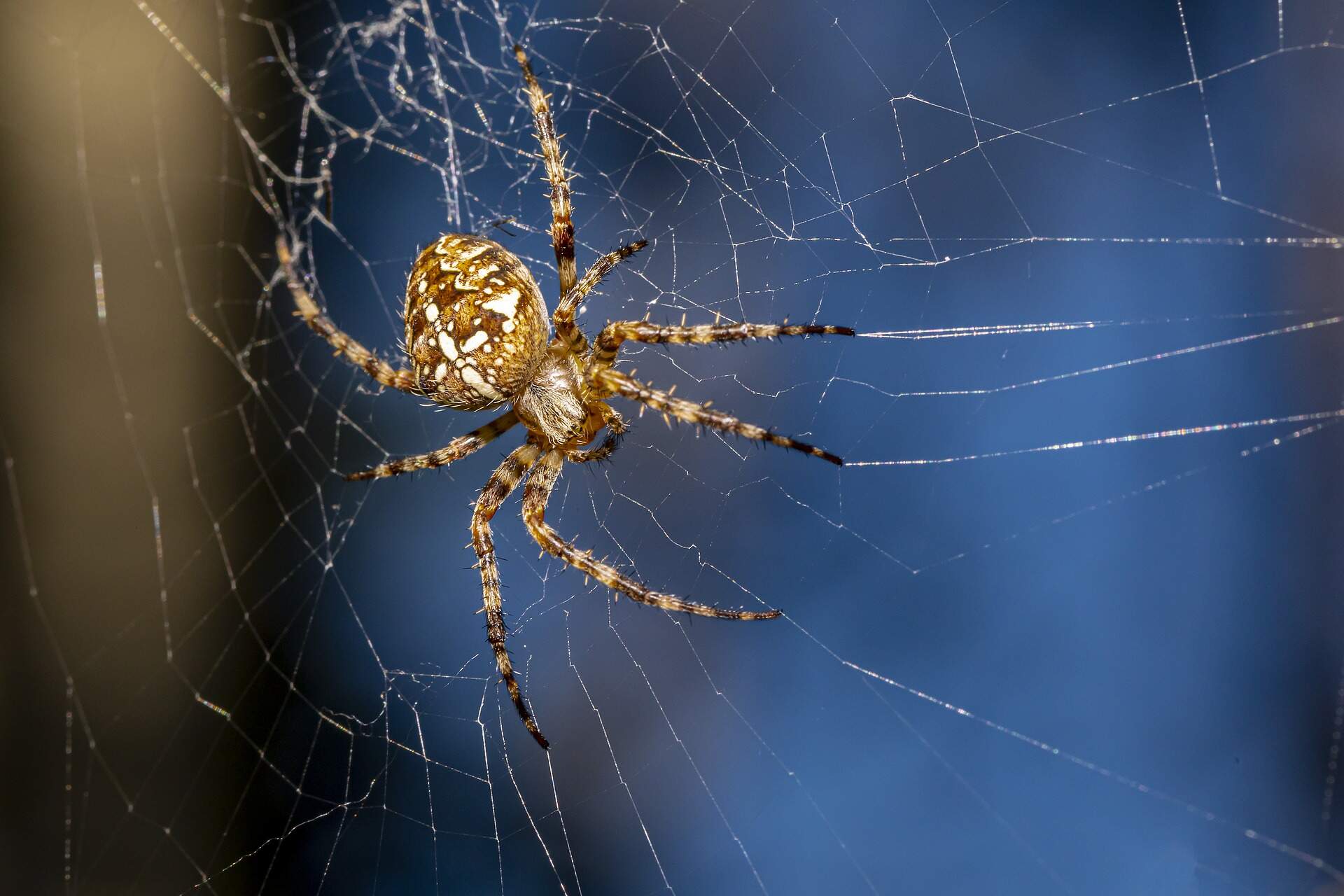 European-garden-spider
