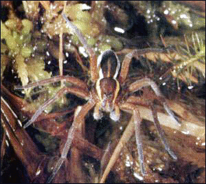 Swamp Spider
