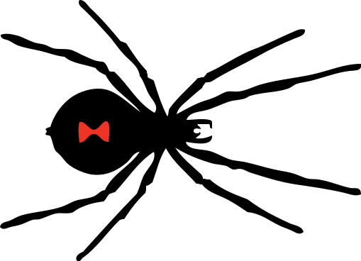 black widow spider red spot