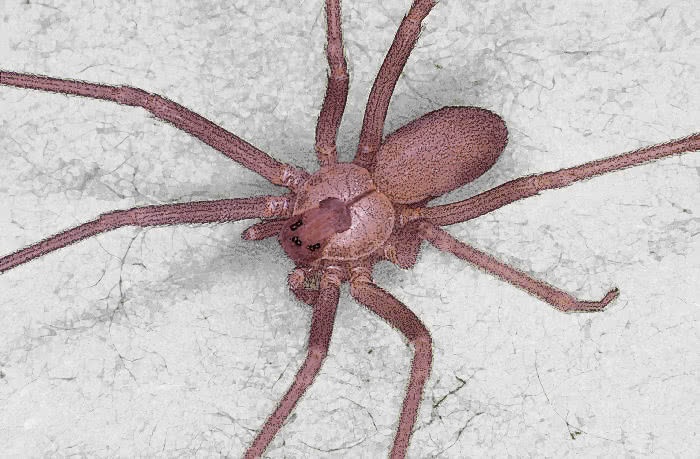 spider Brown recluse graphic