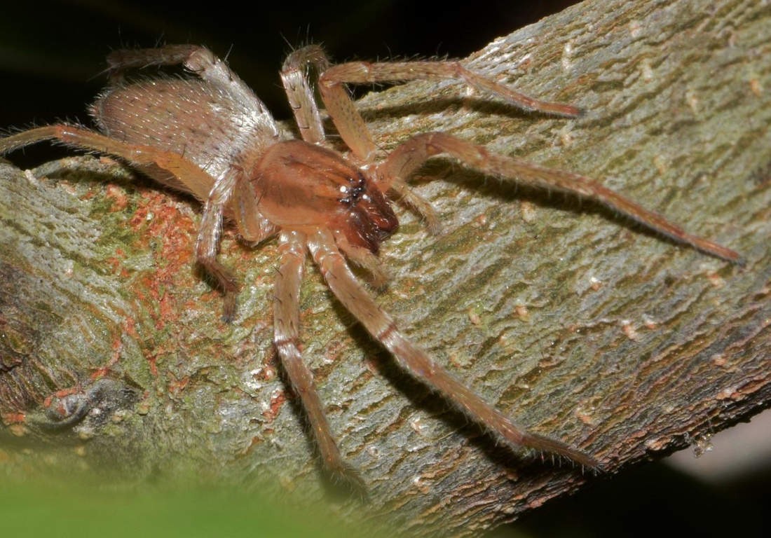 sac-spider