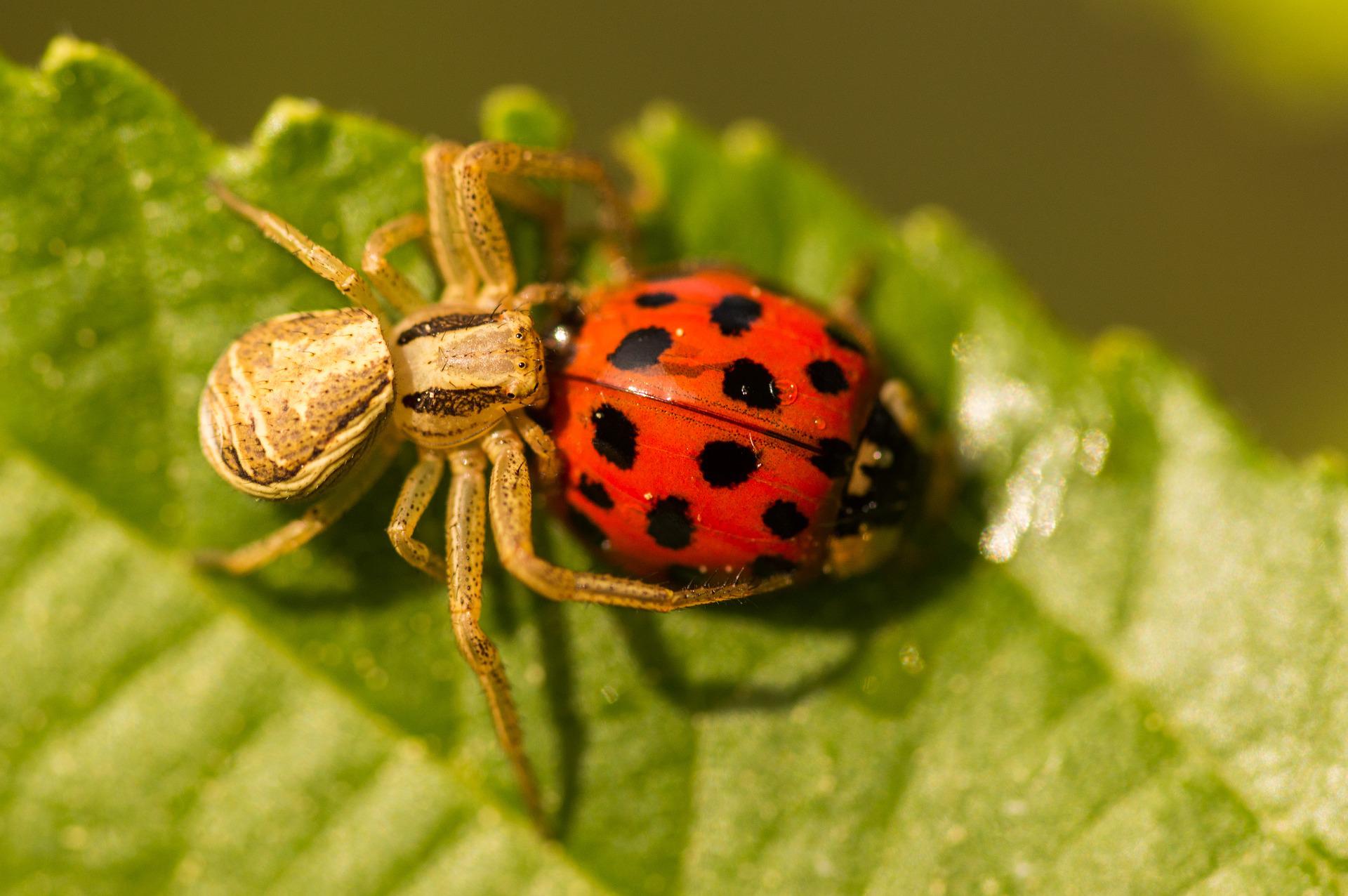 spider-w-ladybug