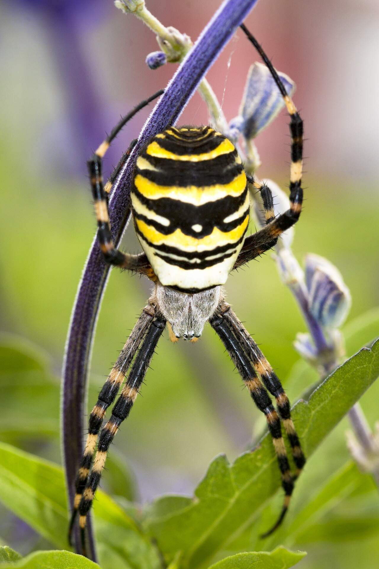 wasp-spider