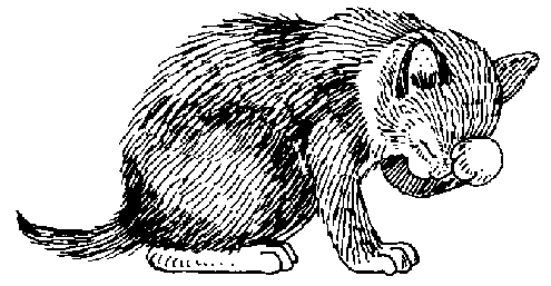 cat 6