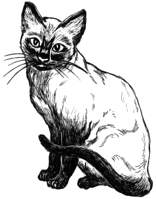 cat Siamese sketch
