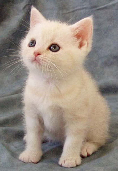 Cream Cameo Tabby Americans shorthair kitten