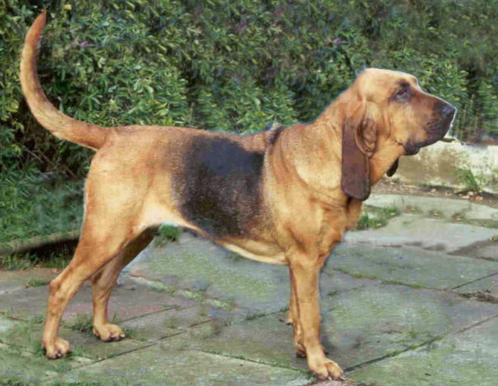 Bloodhound black and tan