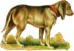 bloodhound 1