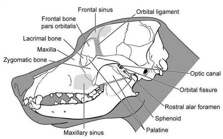 Canine Skull Diagram