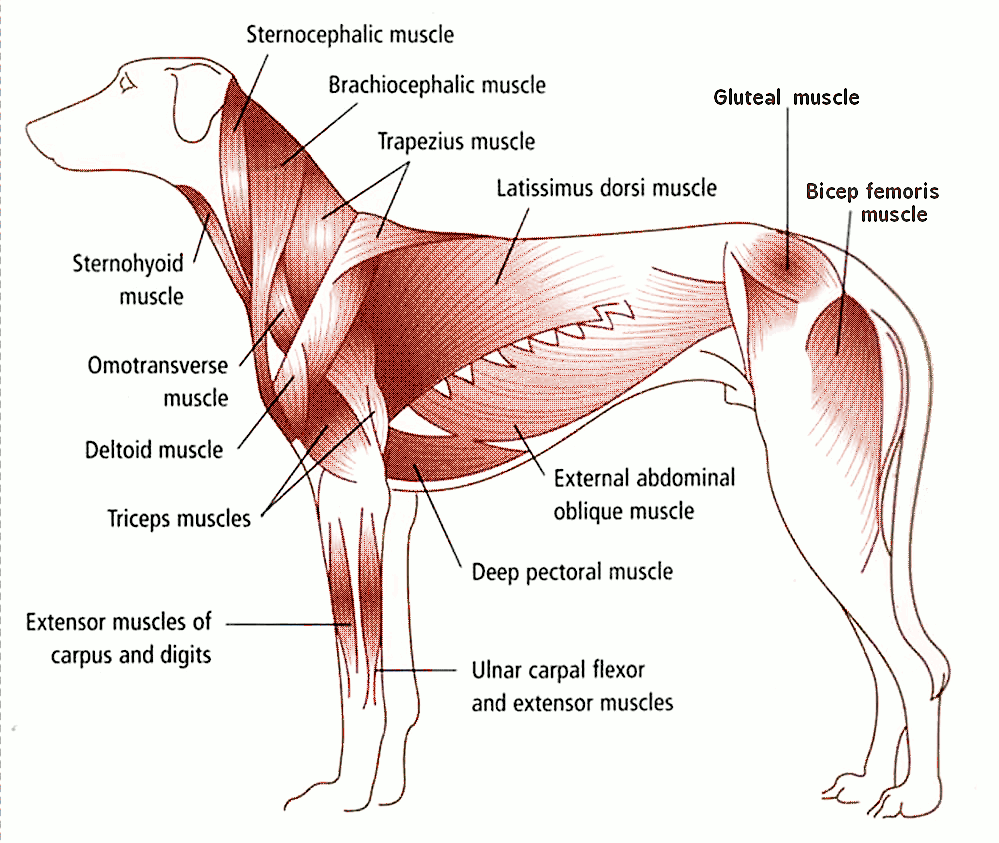Dog Muscle Diagram