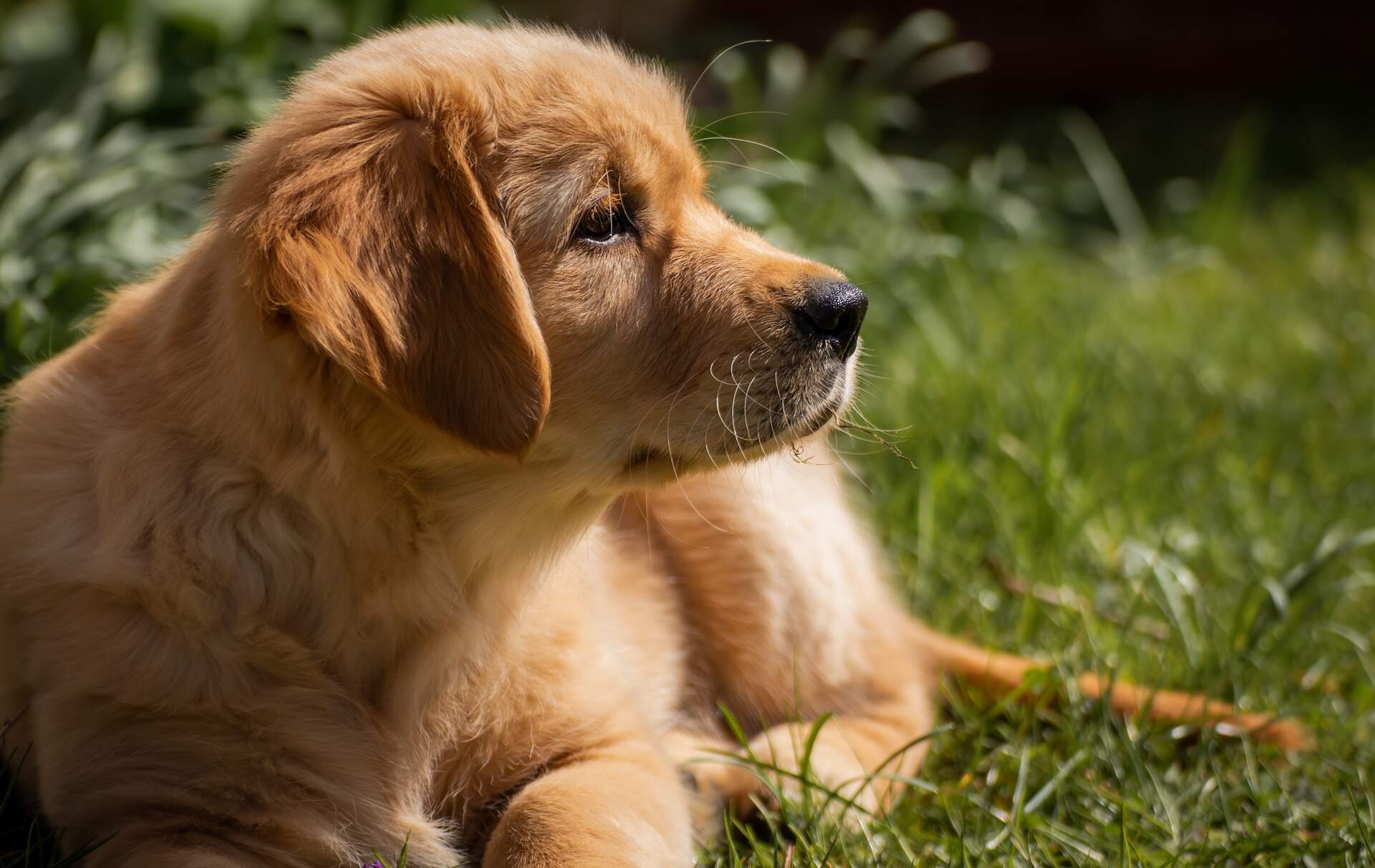 Golden-Retriever-puppy