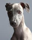 greyhound/