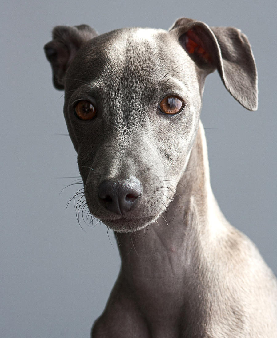 Greyhound-portrait