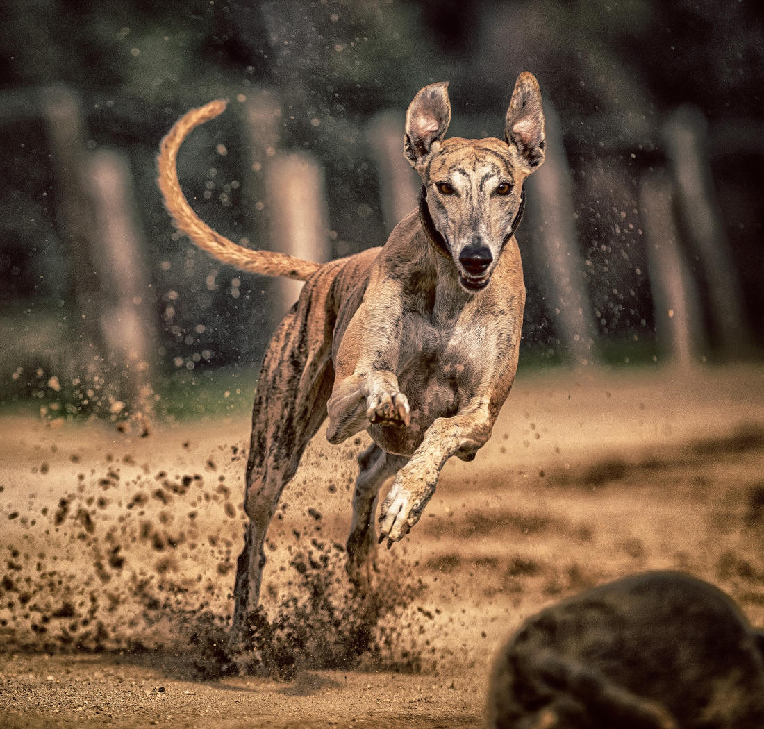 Greyhound-running-2